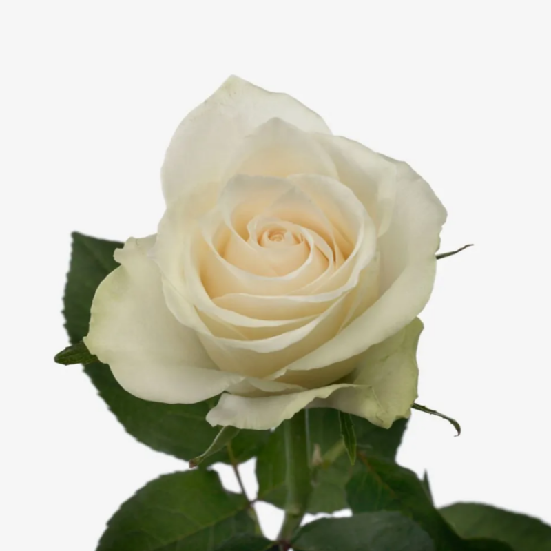 Rose Std. "Athena" Main Image